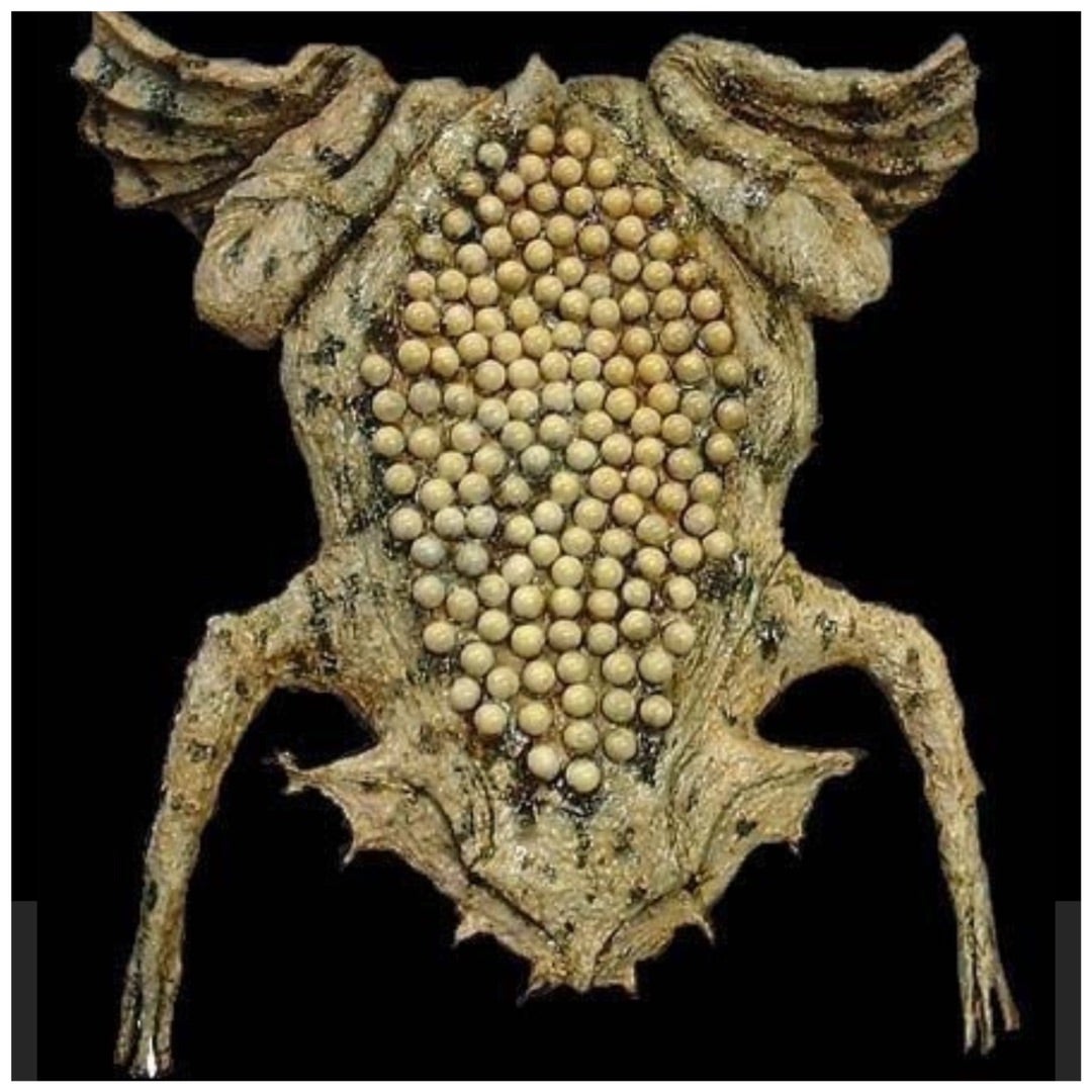 キノコ・海藻・細菌・ウイルス・ぶつぶつ恐怖症のやついたらちょっと来い : 哲学ニュースnwk