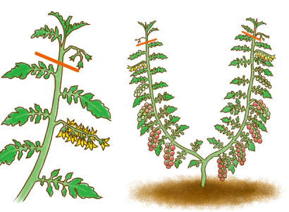 こんにちは。トマトの剪定について質問です。初めてトマト栽培 園芸相談Q＆Aみんなの趣味の園芸