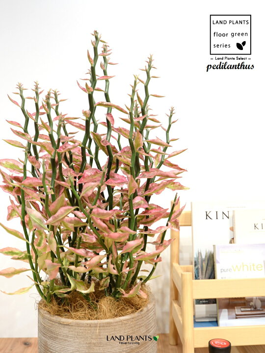 ペディランサスの育て方 ゲキハナ