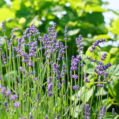 ラベンダーの育て方・栽培方法 植え方やお手入れのコツやポイントまで。通販 - ディノス