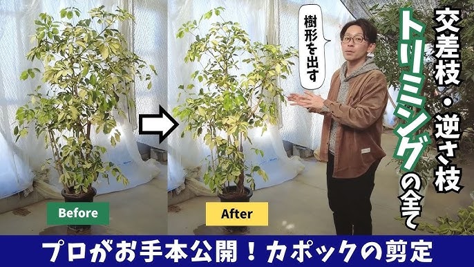 シェフレラの剪定・挿し木・取り木の方法を徹底解説！おしゃれに見せる仕立て方をプロがレクチャー!!農業・ガーデニング・園芸・家庭菜園マガジン AGRIPICK