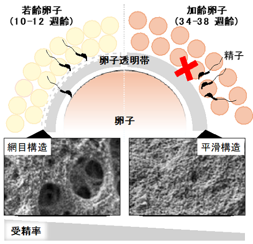 たった1つの細胞「受精卵」が細胞分裂して胎児となる過程と、幹細胞の関わりについて徹底解説！国際幹細胞普及機構