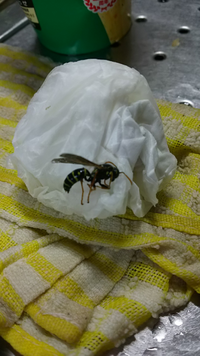 危険回避！スズメバチに刺されて死なない為に！！すぐくる！総合リビングサービス 株