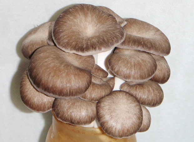 ひらたけの保存方法 レシピ・作り方 by kuroko1 - 楽天レシピ