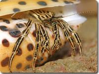 毒のある危険なスベスベマンジュウガニの写真・画像素材-Snapmart スナップマート