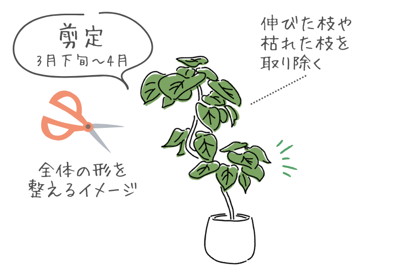 ウンベラータの肥料の与え方は？時期や育て方とおすすめ7選のご紹介ひとはなノート