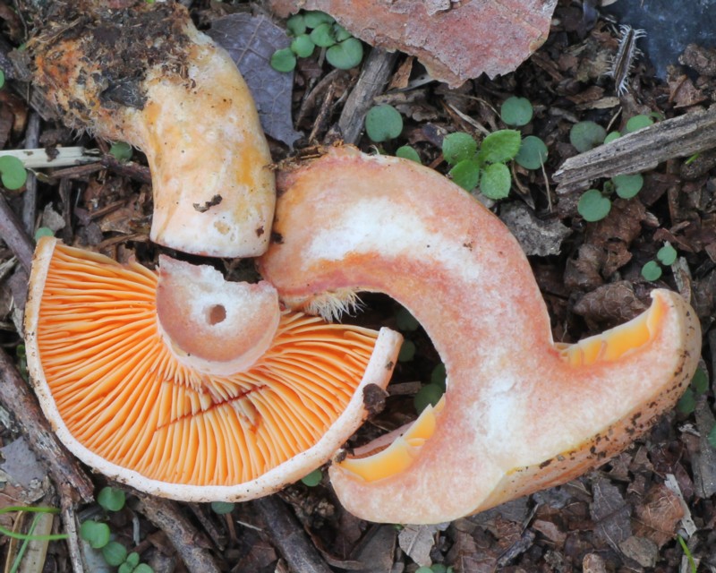 東京：青梅、福生で「カエンタケ」 公園などで発見 猛毒キノコ、触らないで：地域ニュース : 読売新聞