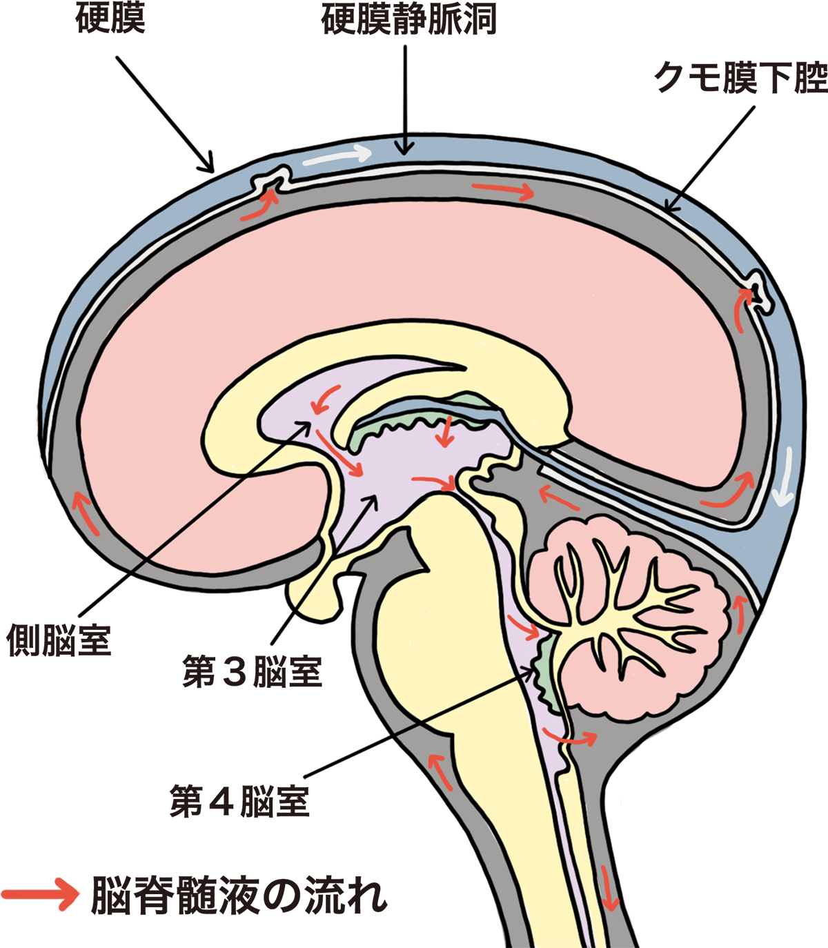 Rauber-Kopsch解剖学