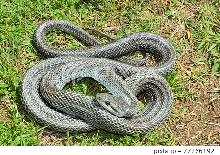 とぐろを巻く蛇の写真・画像素材-Snapmart スナップマート