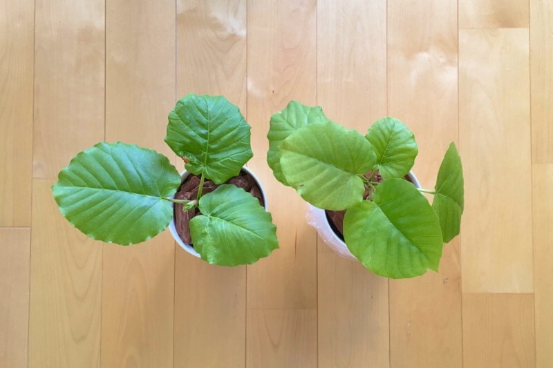 ウンベラータは枝だけでも挿し木できる！手順を画像で解説観葉植物のお悩みを解決するなら観葉植物ラボ