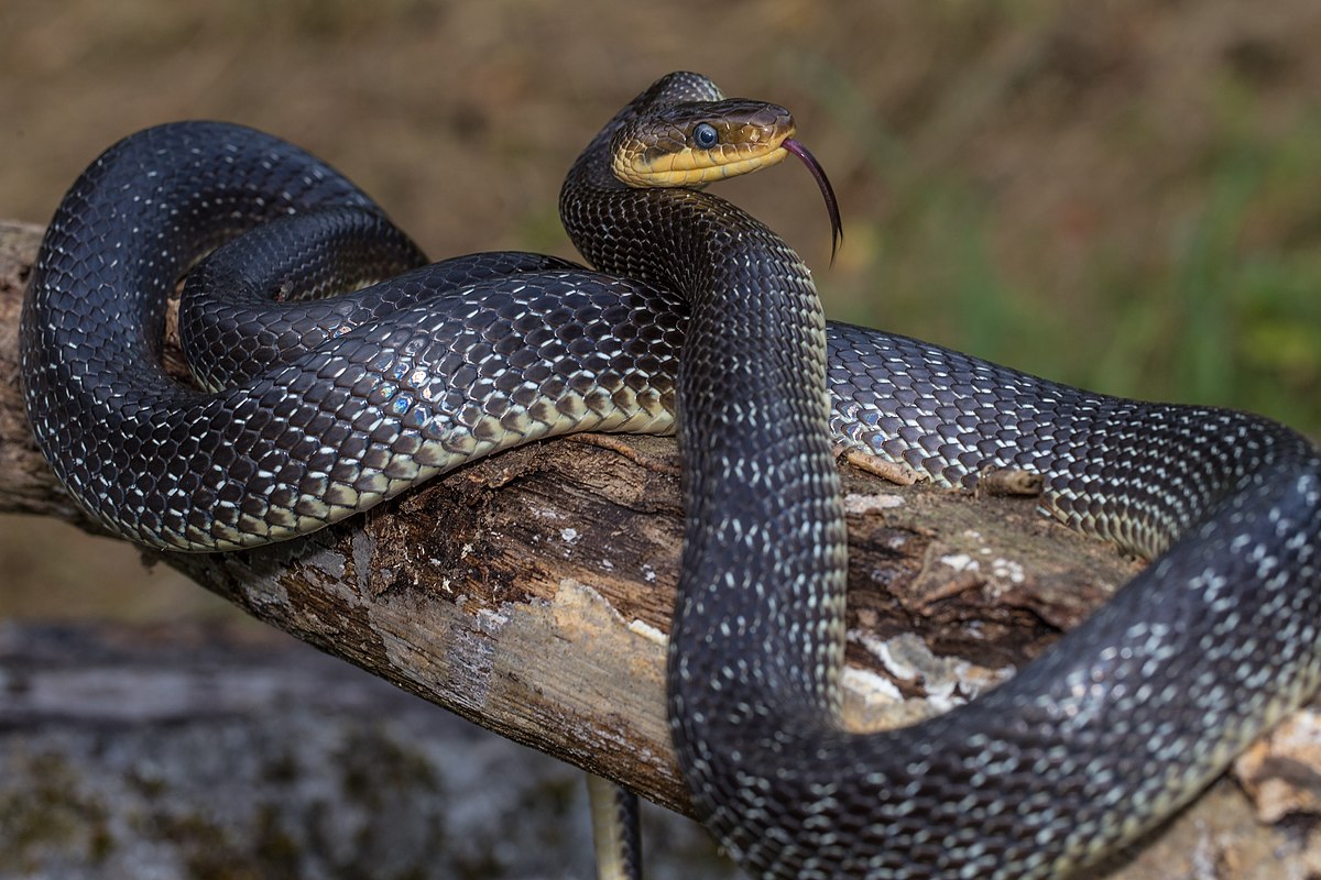 開運 キーホルダー 蛇 木製 彫刻 とぐろを巻く蛇 ヘビ キーホルダー 巳のお守り ラッキースネーク 風水 干支 アクセサリー 吊り下げ おしゃれかっこいい ギフト インテリア オブジェ プレゼント 飾り 雑貨 お守り 車内アクセサリー ウッドアクセサリー - メルカリ