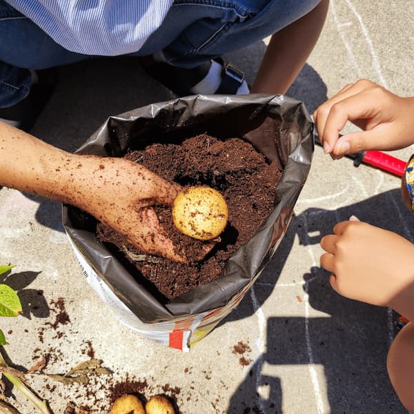 ジャガイモ 水やりジャガイモ栽培.com