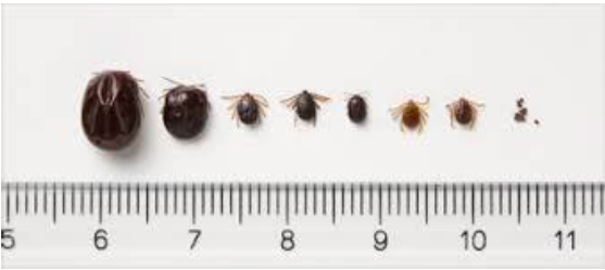 屋内のダニ公益社団法人 東京都ペストコントロール協会