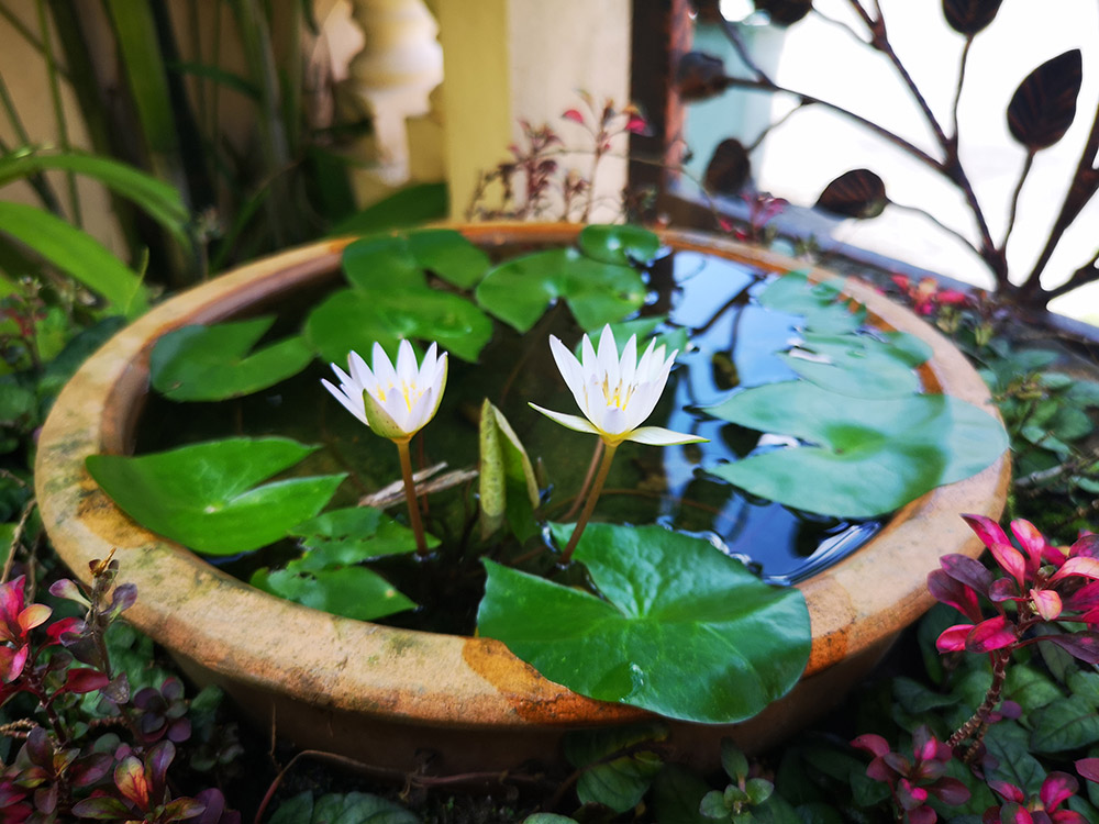 スイレンの育て方杜若園芸WEBショップ水草の生産販売 通販ショップ