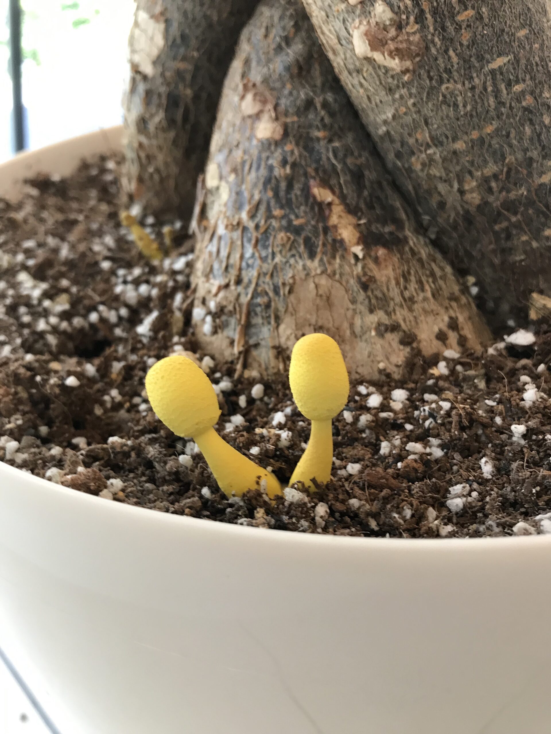 幸運のキノコ コガネキヌカラカサタケ : 今日もワクワク♪^.^