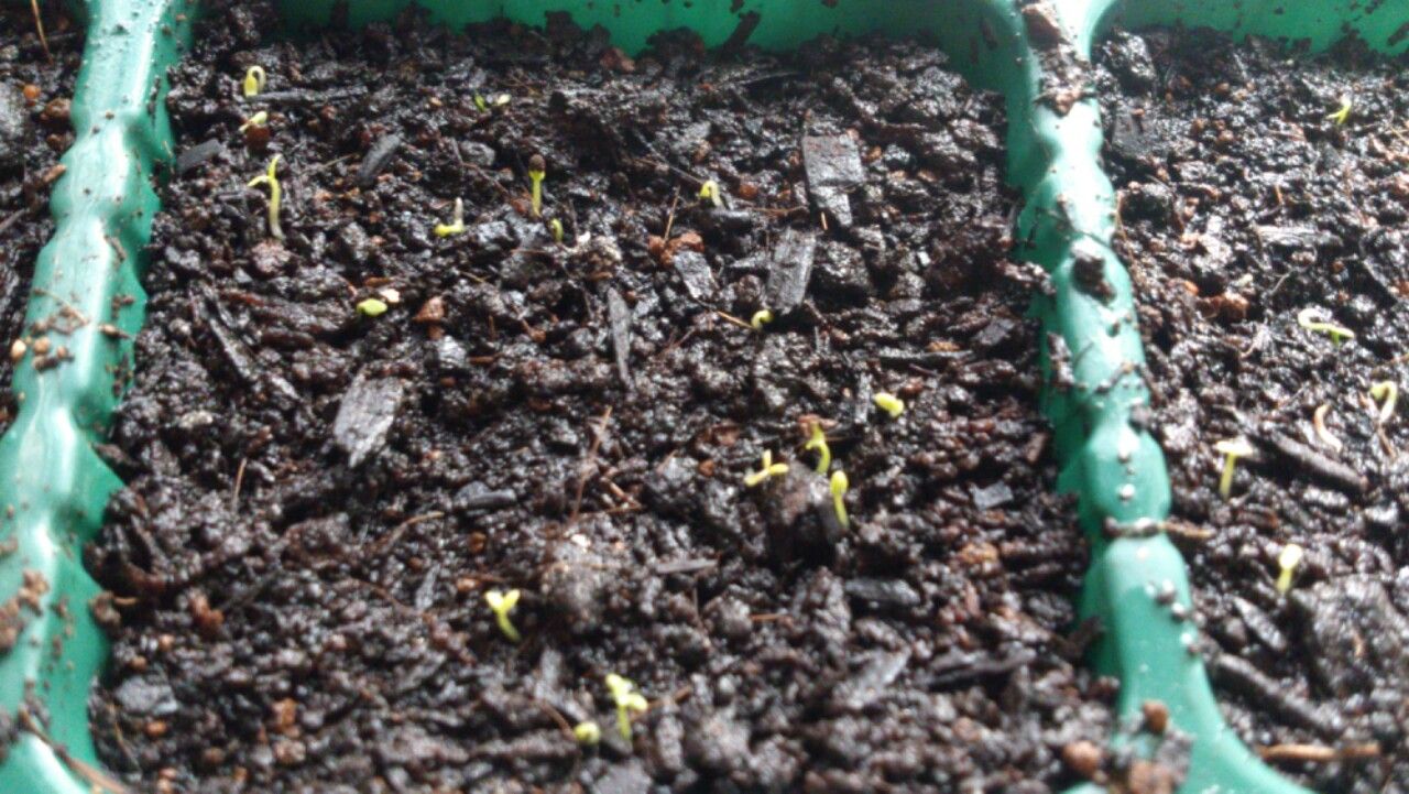 サカタのタネの金魚草 キャンディートップスミックスの育て方・育苗記録 矮性で年内開花が狙えるキンギョソウですちょっとお得に暮らしたい