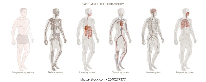 全身の静脈のイラスト - 医療のイラスト・写真・動画、素材販売サイトのメディック medick