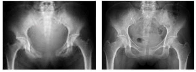 整形外科白金台動物病院港区白金台の犬と猫の動物病院