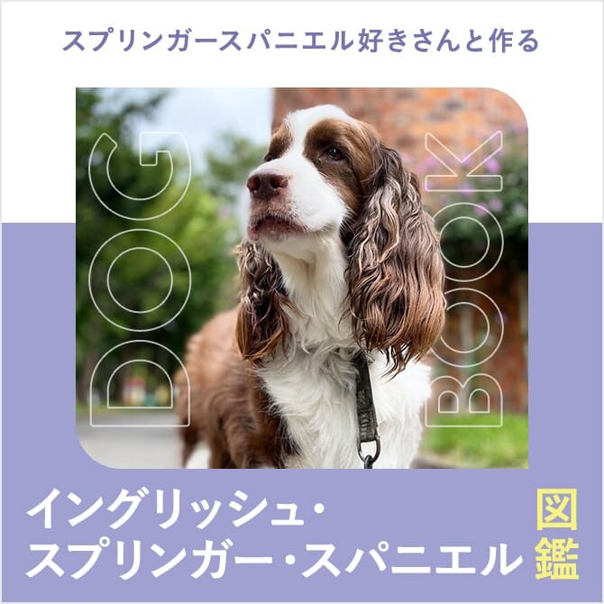 イングリッシュスプリンガースパニエルってどんな犬？歴史・性格・飼い方についてわんこラボ