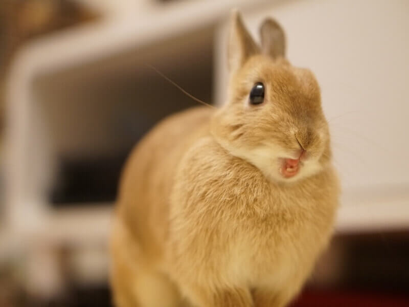 ペットうさぎの平均寿命短い種類、長い種類は？長寿の秘訣とライフサイクル - うさぎタイムズうさぎの飼い方から飼育便利グッズ専門サイト