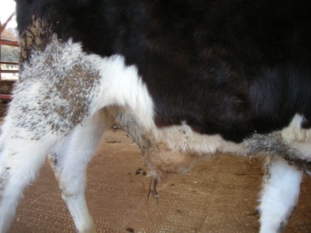 炎症性粉瘤 －いきなりくりぬき法－ - SSクリニック - 皮膚科・美容外科 - 名古屋市中区