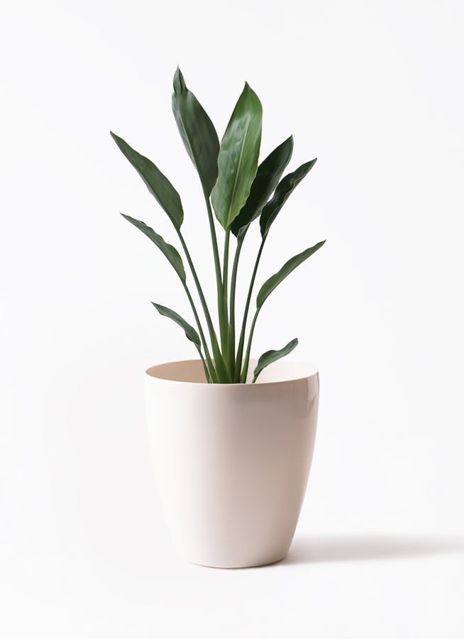 ストレッチアの写真素材 - PIXTA