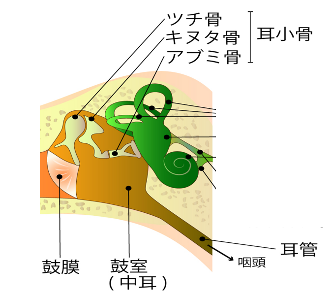 神経線維腫症II型 聴神経腫瘍 の聴覚温存・再建ポータルサイト │ 聞こえと難聴について