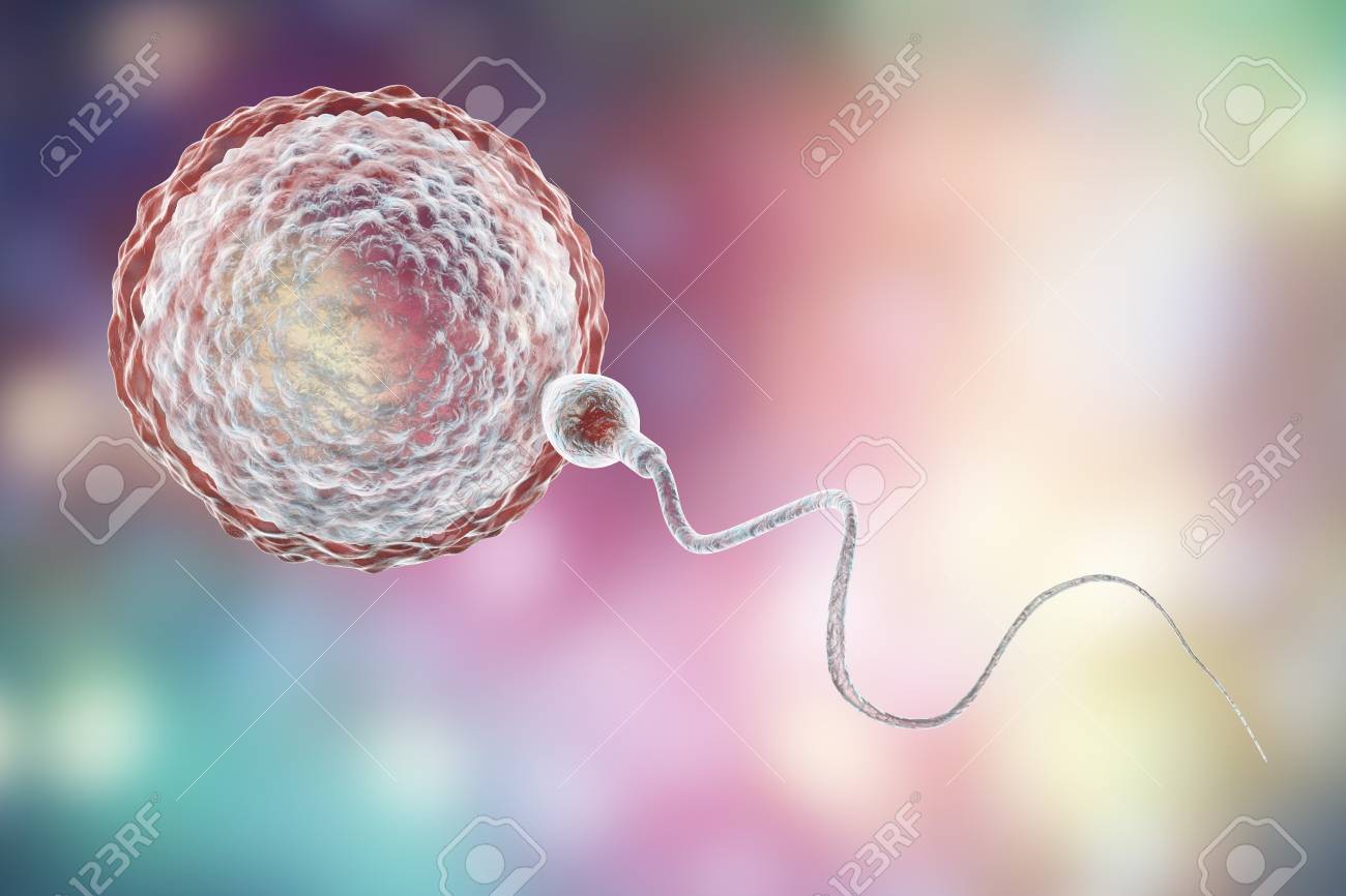 620点を超える受精卵のイラスト素材、ロイヤリティフリーのベクター素材グラフィックスとクリップアート - iStock胎児