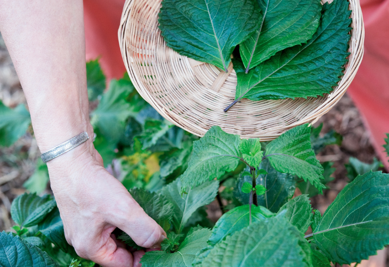 千茶荘 紫蘇の葉ノ茶 ティーバッグ 1g×8P国産 100% 赤しそ の葉 使用