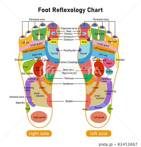 Amazon.co.jp: 頭の鍼灸モデル-人間の頭のツボモデルPVC-伝統的な中国医学経絡図マッサージ美容教育ツール用 : 産業・研究開発用品