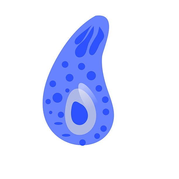 精子が卵子を受精させる簡単なベクターイラスト。卵の受精。精子と卵。簡単なエレメントのイラスト。」のベクター画像素材 ロイヤリティフリー2090281000Shutterstock