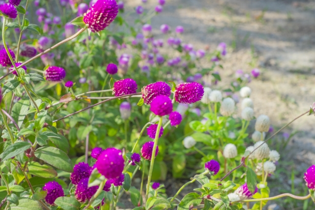 イヌタデ 犬蓼 の花言葉と誕生花－花の持つ言葉