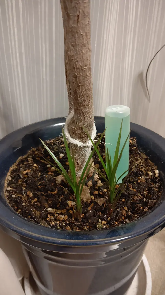 ドラセナコンシンネの曲げ方を画像で解説します！観葉植物のお悩みを解決するなら観葉植物ラボ