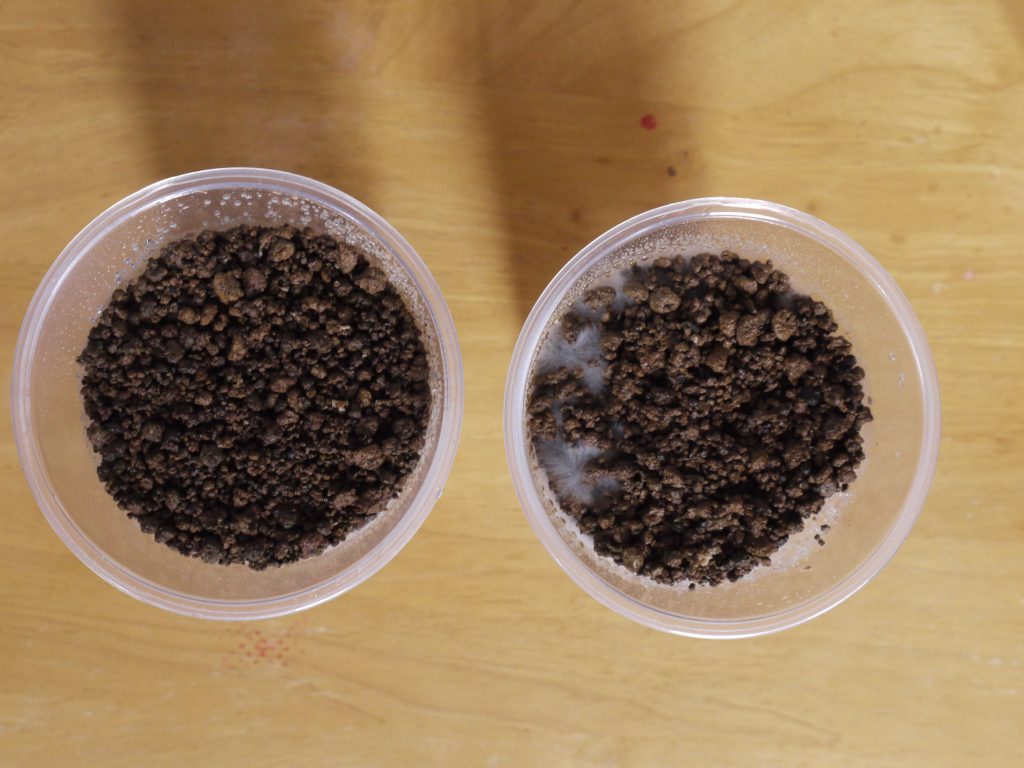 マイタケのカサ裏に『白いボツボツ』 意外な正体に「知らなかった」 – grapeグレイプ