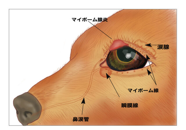犬のものもらいとは？症状・原因・治療法・予防法まとめわんちゃんホンポ