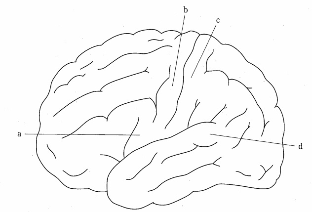 喉頭隆起 - e-Anatomy - IMAIOS