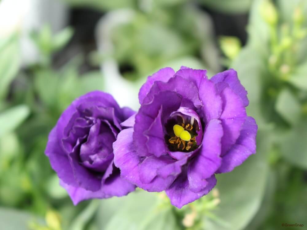 トルコキキョウの花言葉色別や誕生花、名前の由来観葉植物・お花の通販 AND PLANTSアンドプランツ