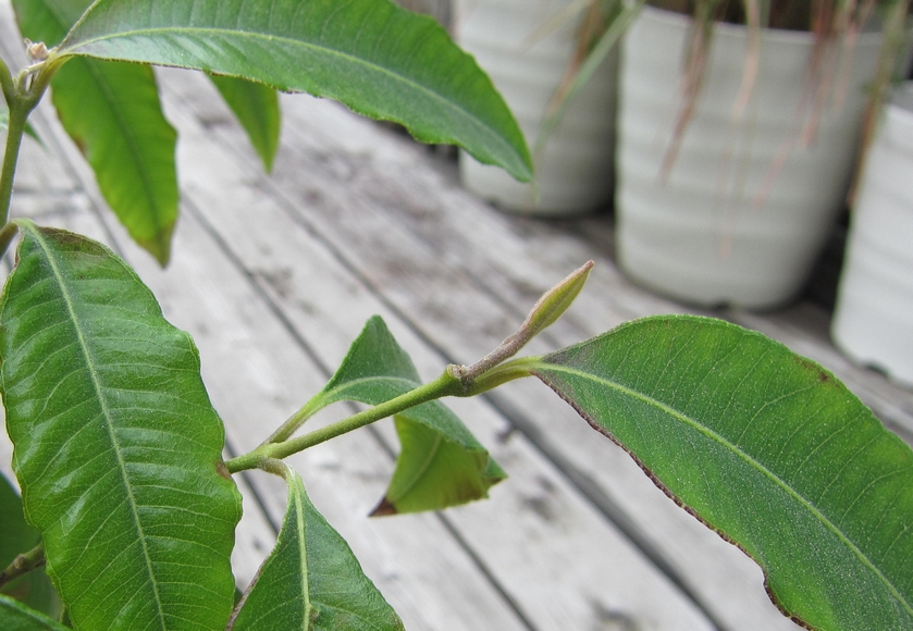 レモンマートルの育て方とお茶の楽しみ オージーガーデニングのすすめGardenStoryガーデンストーリー