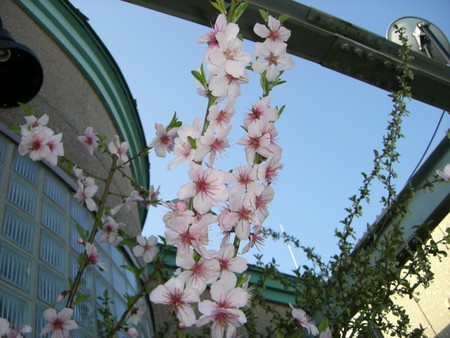 アーモンド ダベイ 苗 育て方 苗木部 By 花ひろばオンライン