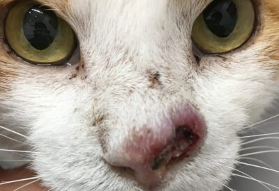 副鼻腔炎 蓄膿症 ・治りにくい慢性副鼻腔炎 好酸球性副鼻腔炎 とは？アレルギーi