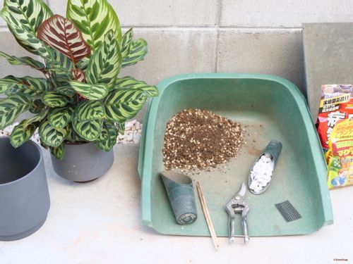 お手入れ 植え替えをされる方が増えていますANTHICAL