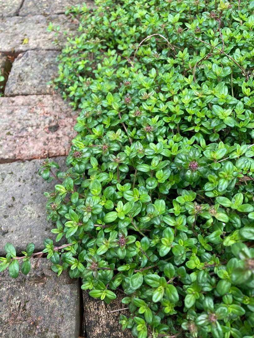 レイタータイム - ハニーミント本店