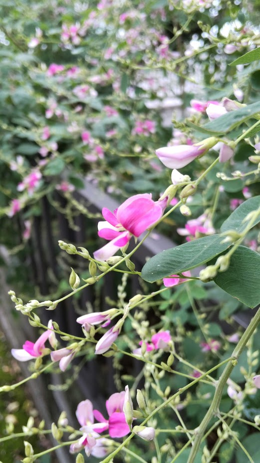 🌸Bush clover🌸ハギ 萩 🌸 🍃 🍃 花言葉は 💗 🍃 🍃 「思案」「内気」「想い」「前向きな恋」「柔軟な精神」 🍃🍃 •*¨*•.¸¸♬︎ 🍃 🍃 ALOHA〜〜🐻🌈 2023.9.19🌥🍃 🍃 今年も萩のお寺さんへお参りしてきたでつ🐻🌸🌸🌸 🍃 🍃 連日 暑すぎて 3連休中の写活は この