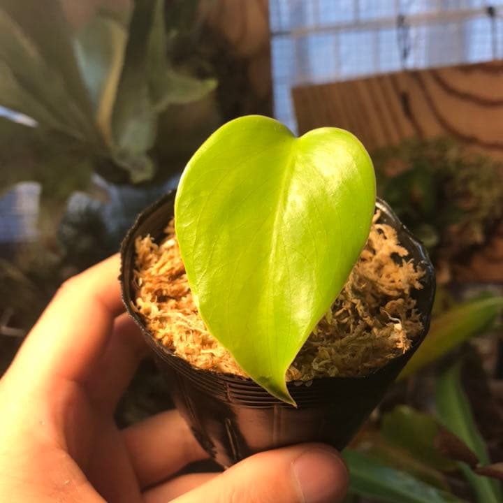 シロナガスクジラ”の大きさは『舌の重さが象１頭分、心臓は自動車並み、尾びれは飛行機くらい、血管の太さは中で人間が泳げる』 - Togetter