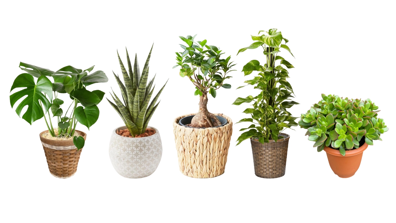 風水に良い観葉植物 オススメ５選生きてるだけで大吉