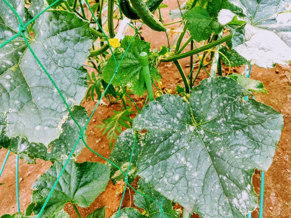 うどんこ病症状の見分け方・発生原因と防除方法やまむファーム