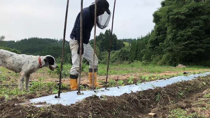 コンパニオンプランツの極意本の情報ブティック社