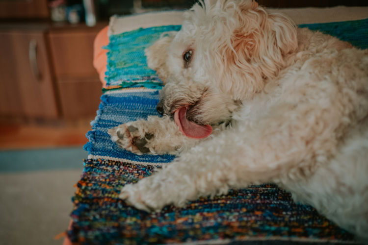 老犬と日光浴の素敵な関係♪気分転換や健康維持に◎ 獣医師解説 │Qooppy