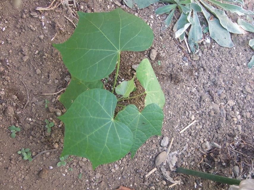 被爆アオギリの成長記録 平成31年1月から平塚市