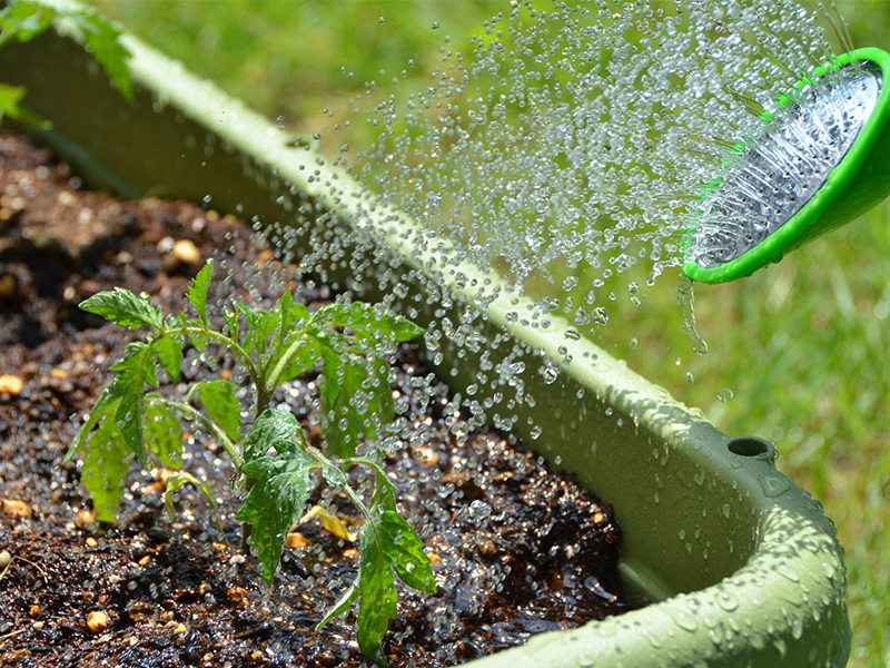 菜園日記 vol.17 うどん粉病 ？？脳活新聞